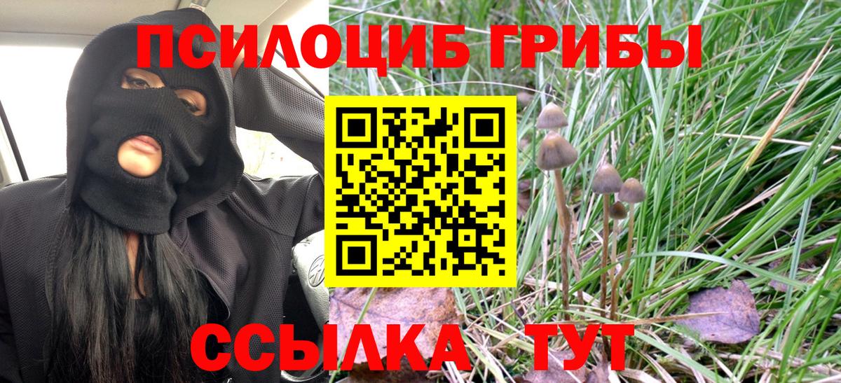 Галлюциногенные грибы Psilocybe Мурино